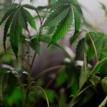 Урбеч из семян конопли полезные свойства и способы употребления