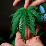 Доставка семян конопли по Москве и их использование image_145.jpg