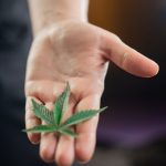 Получение бесплатных семян марихуаны: способы и нюансы image_163.jpg