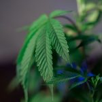 Семена марихуаны и их культивирование image_166.jpg