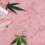 Семена конопли Auto Exodus Cheese CBD feminised от Ganja Seeds