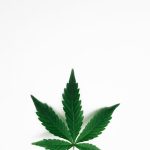 Как заказать семена конопли почтой image_17.jpg