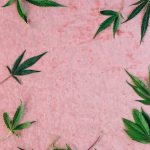 Семена конопли Exodus Cheese feminised от Ganja Seeds