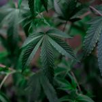 Посадка пророщенных семян конопли