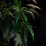 Миксы из семян конопли полезные свойства и варианты использования