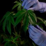 Конопляные семена и их полезные свойства image_235.jpg