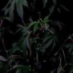 Семена конопли полезные свойства и применение