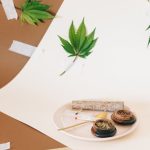 Голландские семена марихуаны качество и разнообразие сортов