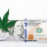 Преимущества и особенности семян технической конопли для выращивания и бизнеса