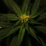 Семена конопли G13 feminised от Ganja Seeds обзор и характеристики