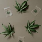 Семена конопли Gypsy Kush feminised от Kannabia Seeds