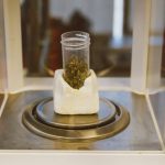 Полезные свойства и применение семян конопли