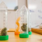 Покупка семян конопли в России: законодательство и практические аспекты