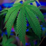 Доставка семян конопли по России image_373.jpg