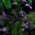 Семена конопли Auto Bubblelicious feminised от Nirvana Seeds