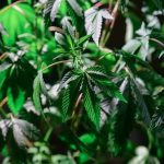 Покупка семян марихуаны наложенным платежом