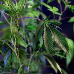 Семена конопли Sour Diesel feminised от Royal Queen Seeds image_427.jpg