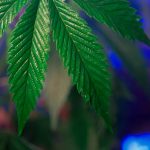 Выращивание конопли основы и уход за растениями