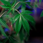 Семена конопли полезные свойства и использование в кулинарии