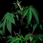 Где купить семена конопли в Москве image_456.jpg