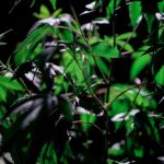 Доставка семян конопли по России