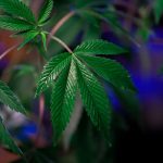 Семена конопли Talas feminised от Bang Seeds