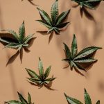 Лечебные свойства и применение семян конопли