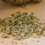 Сорт конопли Pineapple Skunk feminised от Humboldt Seeds image_501.jpg