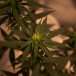 Семена конопли Mr.Fix feminised VIP Seeds image_506.jpg