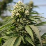 Покупка и выращивание семян конопли в Москве image_507.jpg