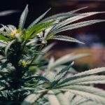 Сушка семян конопли в домашних условиях image_510.jpg