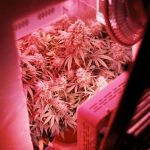 Auto Beshbarmak feminised от Bang Seeds