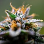 Семена конопли G13 Skunk от Ganja Seeds