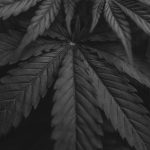 Купить семена конопли с доставкой просто и удобно