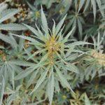 Получение бесплатных семян марихуаны: способы и нюансы