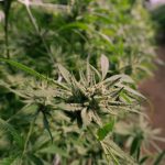 Auto Beshbarmak feminised от Bang Seeds