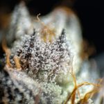 Семена конопли Auto Blueberry Bliss feminised от Ganja Seeds