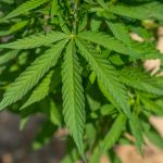 Семена Конопли Auto LSD-25 Feminised от Fast Buds image_548.jpg