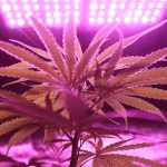 Семена конопли Dulce Locura CBD от Trikoma Seeds image_87.jpg