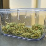 Семена конопли Snow White regular от Nirvana Seeds