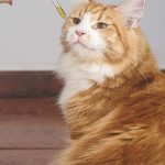 Семена конопли White Widow feminised от Trikoma Seeds