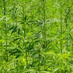 Доставка семян конопли по Москве и их использование