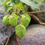 Семена конопли Critical Jack feminised от Dinafem Seeds images156.jpg