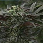 Покупка семян конопли и их доставка через Почту России