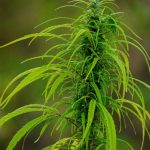 Семена конопли в Москве: где купить и как выбрать