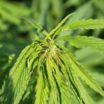 Выращивание марихуаны из семян