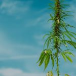 Семена конопли Fish Ka особенности и преимущества