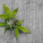 Выращивание конопли с нуля до урожая