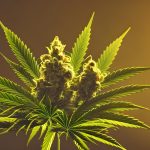 Семена конопли полезные свойства и применение