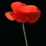 Покупка семян марихуаны в Санкт-Петербурге аспекты и риски